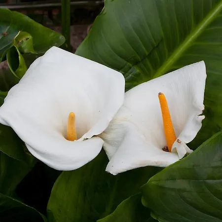 Vendégház Villa Stobrec